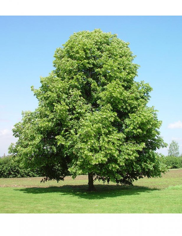 Липа Амурская, мелколистная