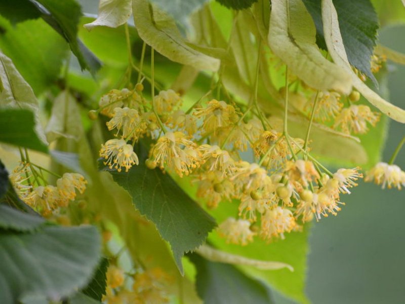 Липа польская
