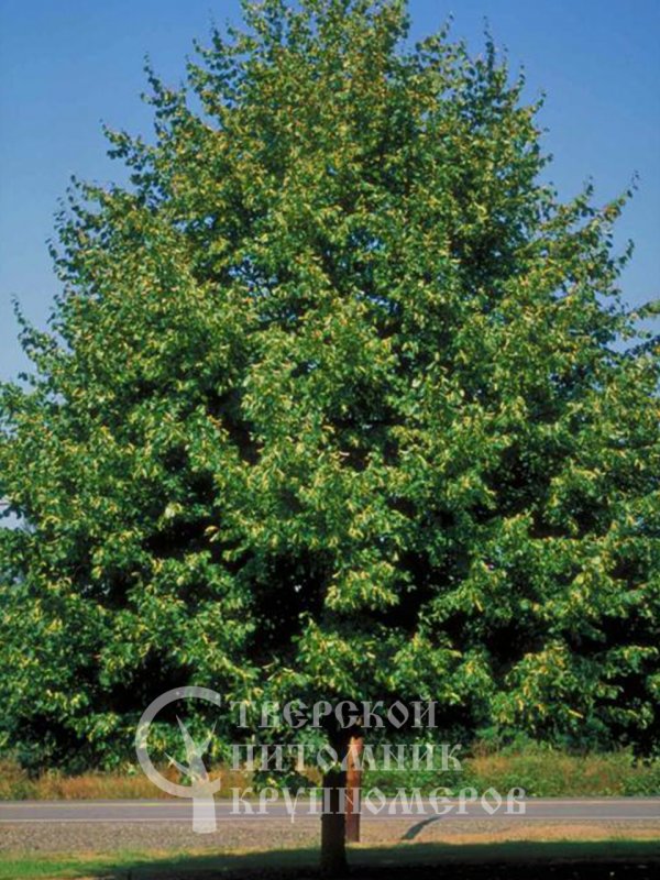 Липа мелколистная Tilia cordata