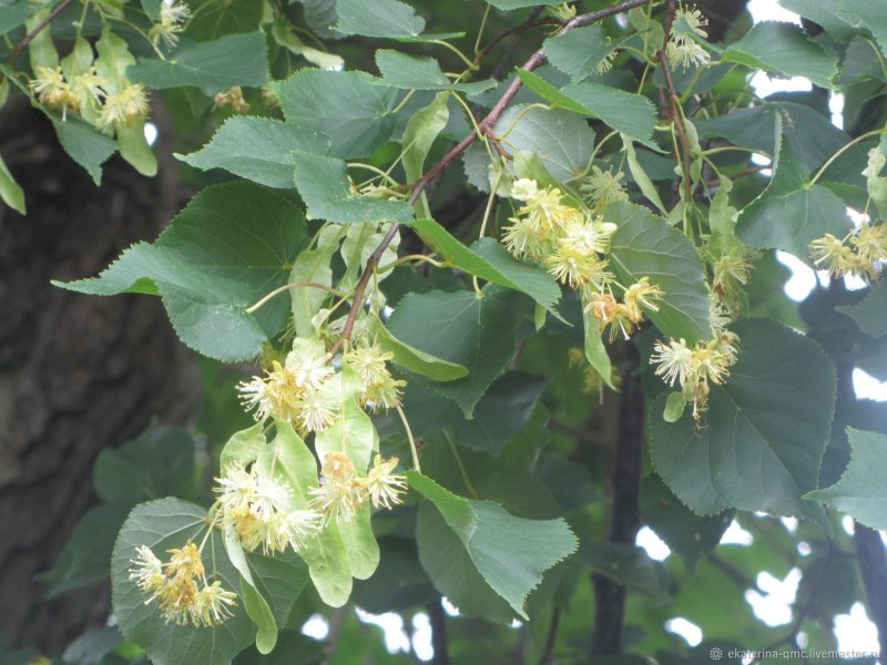 Липа Амурская (Tilia amurensis l.)
