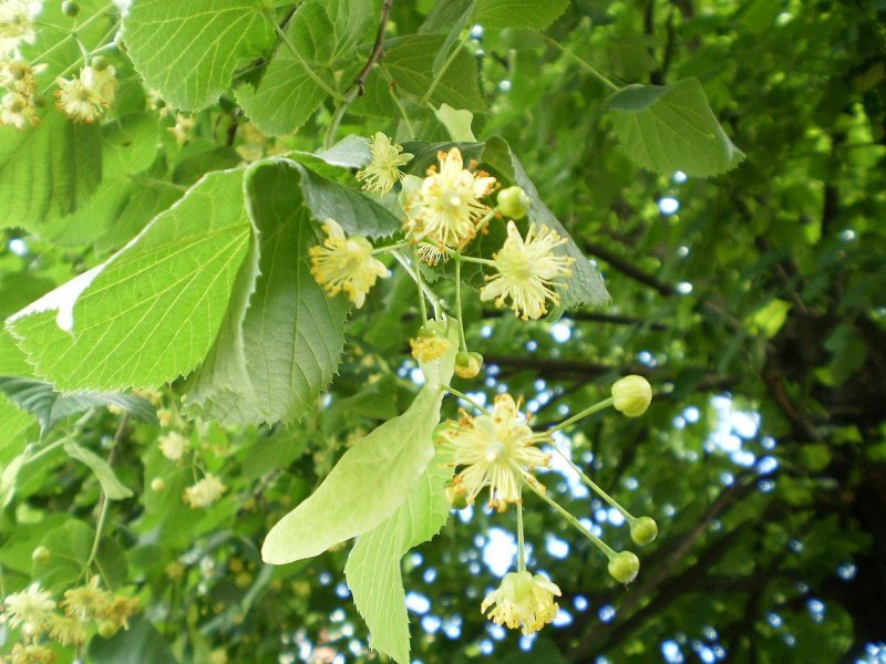Липа сердцевидная Tilia cordata