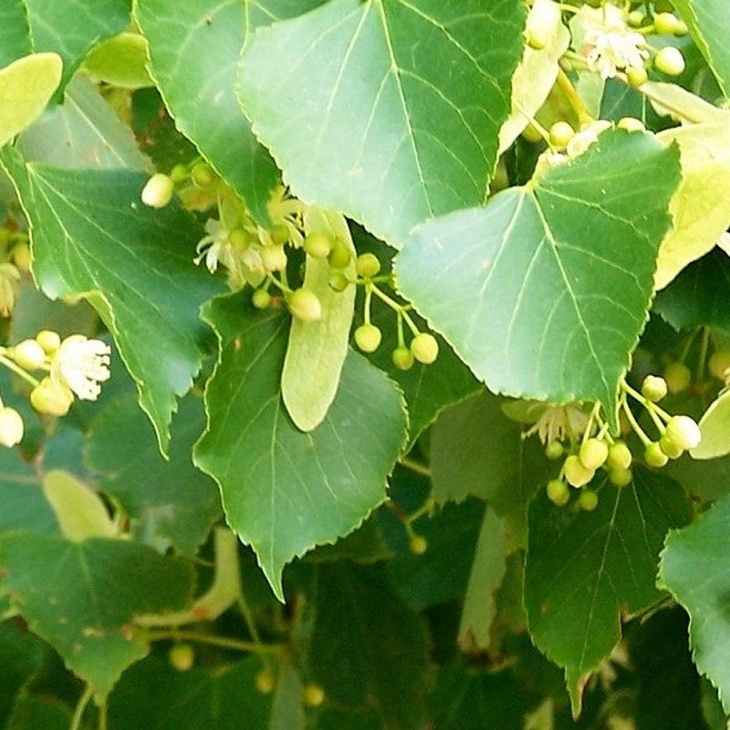 Липа сердцевидная (Tilia cordata Mill.)