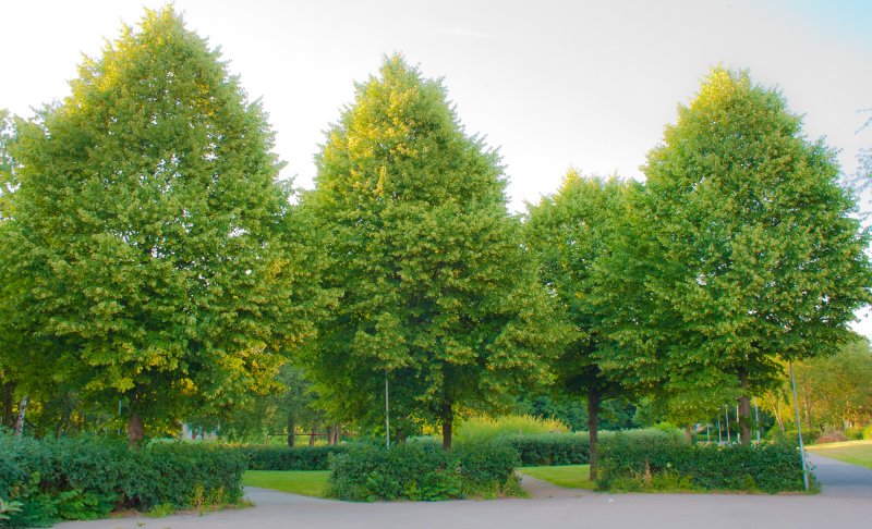Липа мелколистная cordata