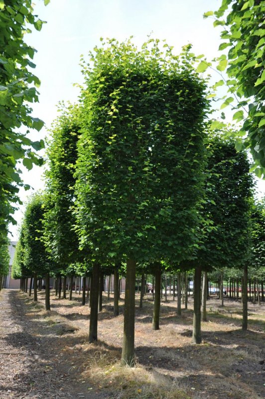 Липа мелколистная Greenspire