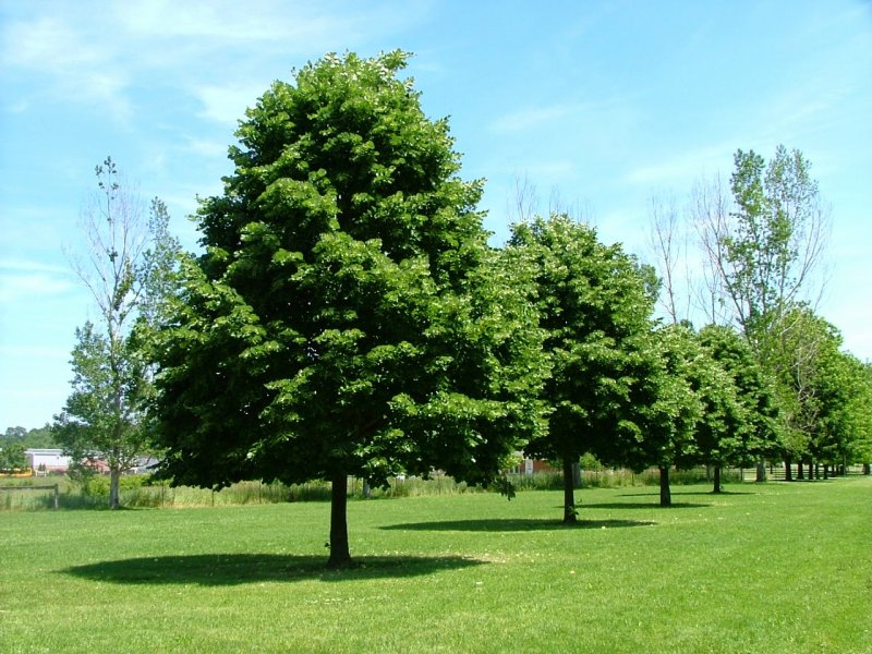 Липа мелколистная Greenspire