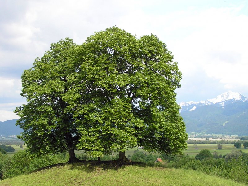 Tilia euchlora