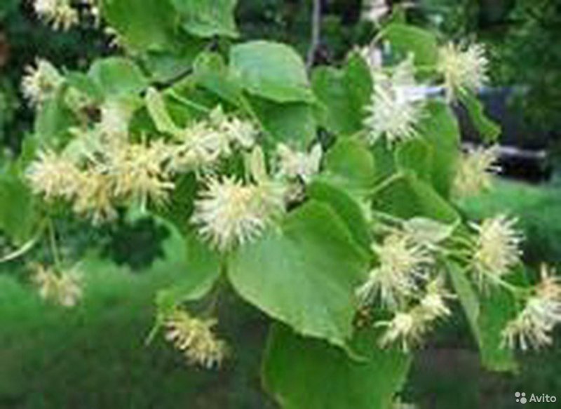 Липа японская Tilia japonica