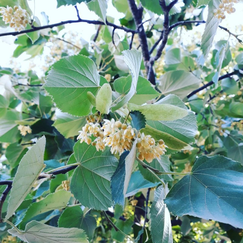 Липа маньчжурская