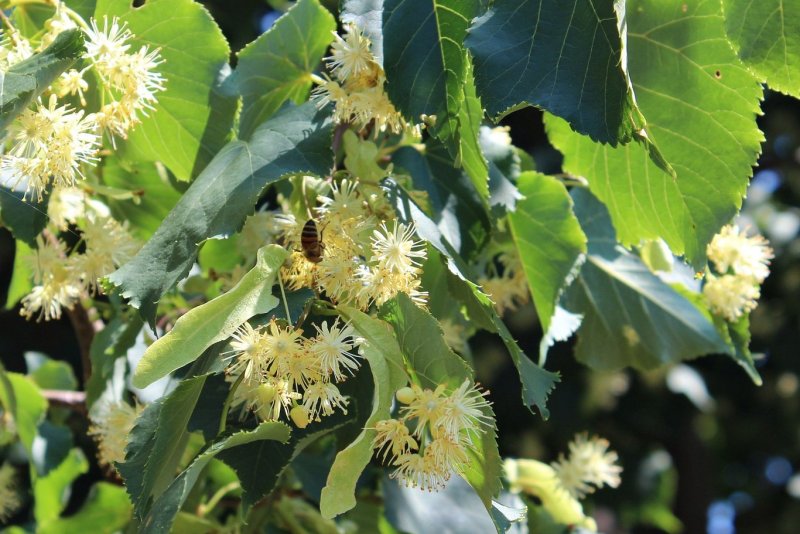 Tilia cordata Girard`s Nana