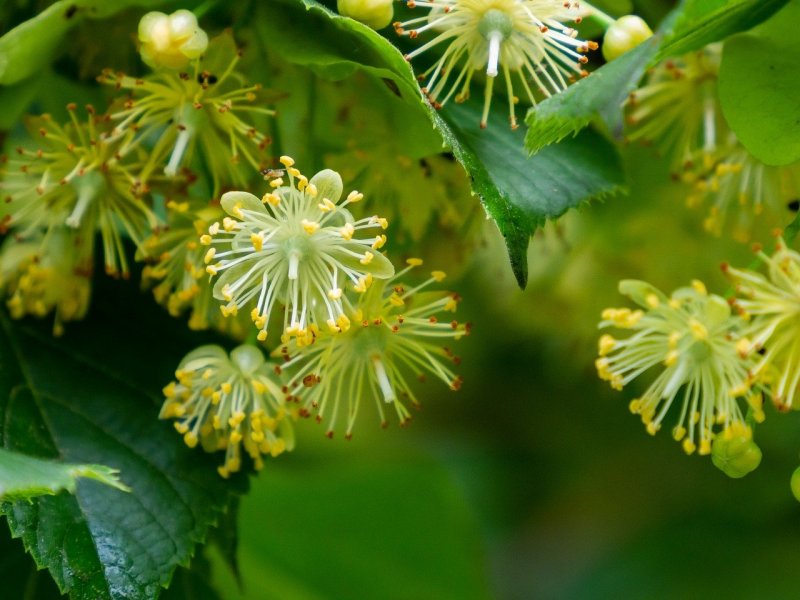 Липа мелколистная cordata