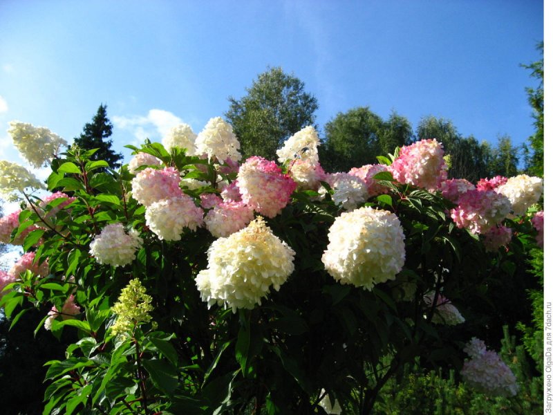 Гортензия метельчатая `Samarskya Lydia`