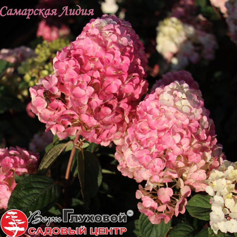 Самарская Лилия гортензия
