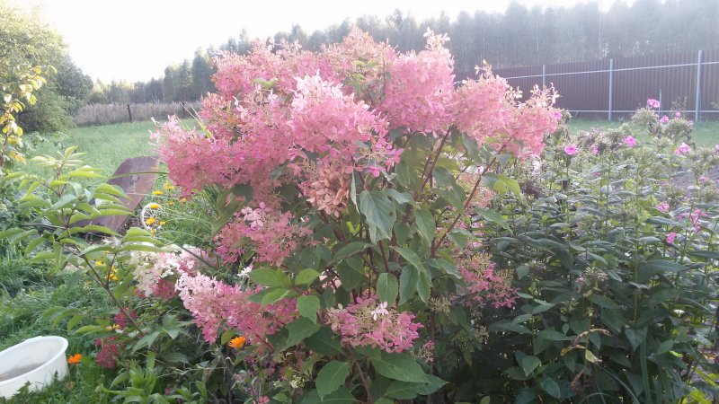 Ампельная гортензия Самарская Лидия