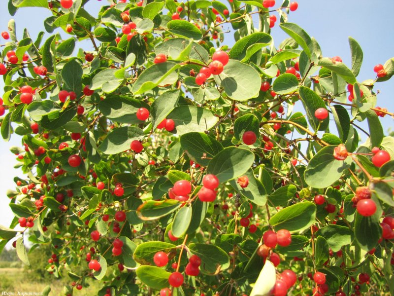 Жимолость Татарская rosea