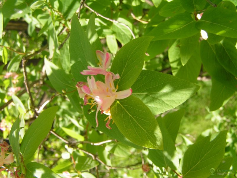 Жимолость Татарская rosea