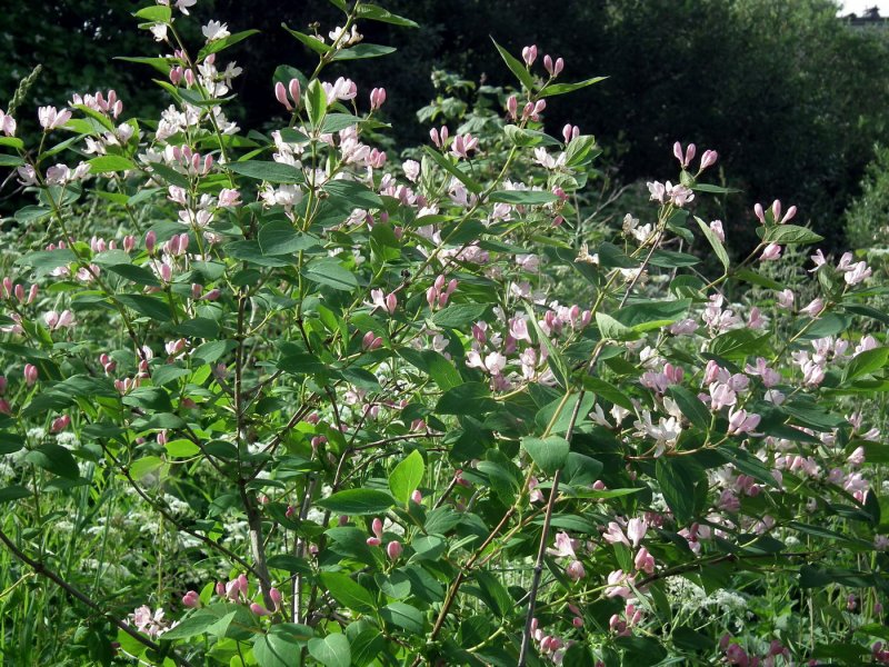 Lonicera tatarica жимолость Татарская