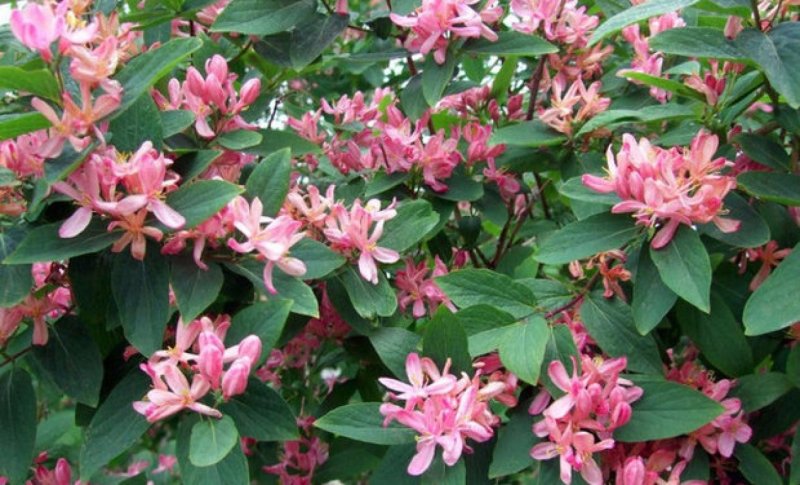 Lonicera tatarica жимолость Татарская