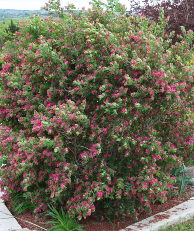 Lonicera tatarica жимолость Татарская