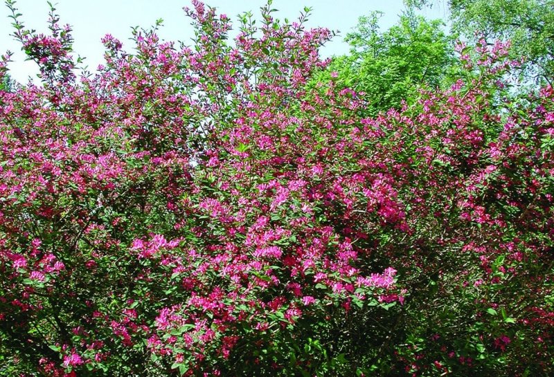 Жимолость Татарская ( Lonicera tataricum)