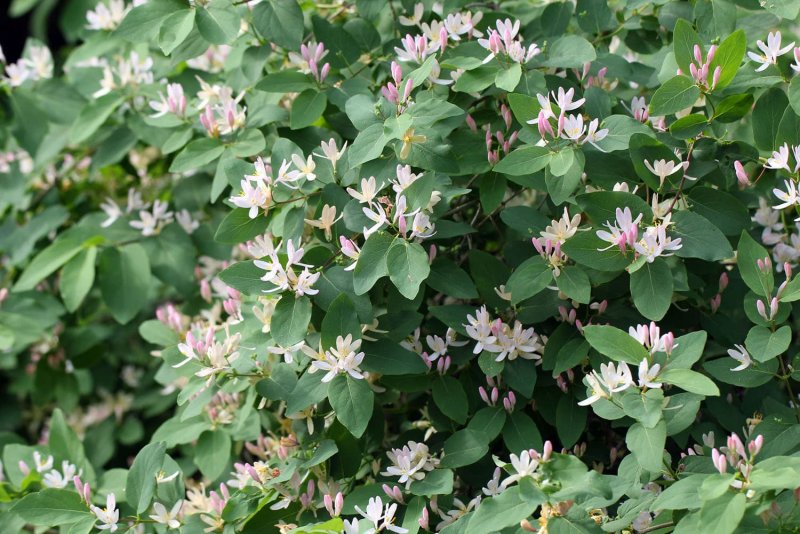 Lonicera tatarica жимолость Татарская
