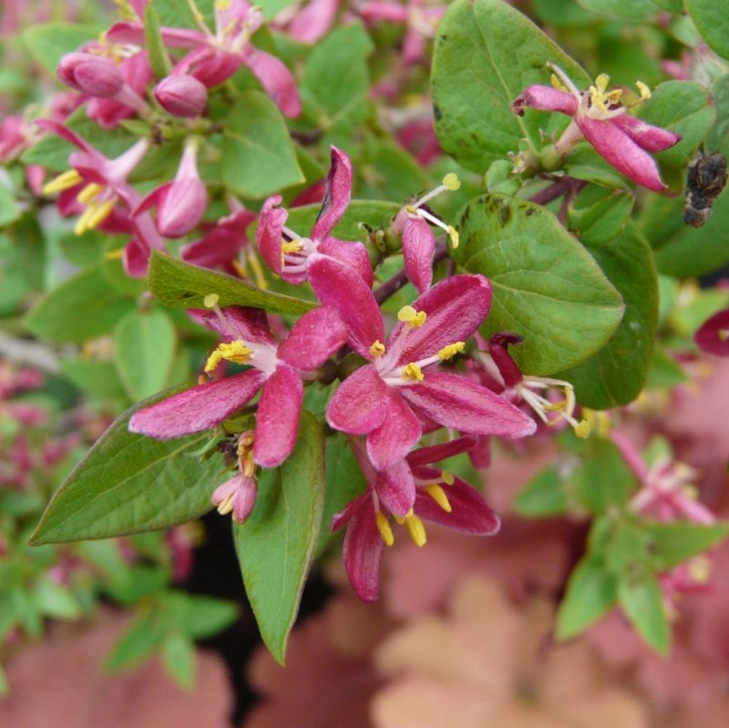 Lonicera tatarica жимолость Татарская