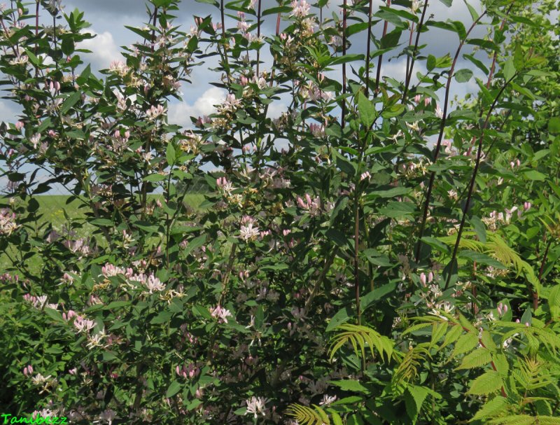 Honeysuckle Lonicera tatarica с оранжевыми цветами