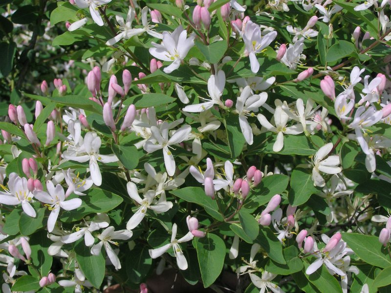 Lonicera tatarica жимолость Татарская
