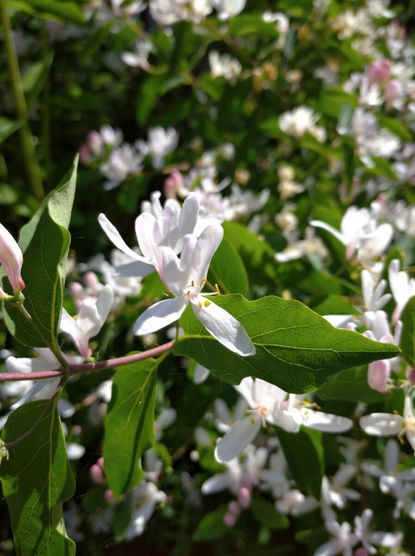 Lonicera tatarica жимолость Татарская