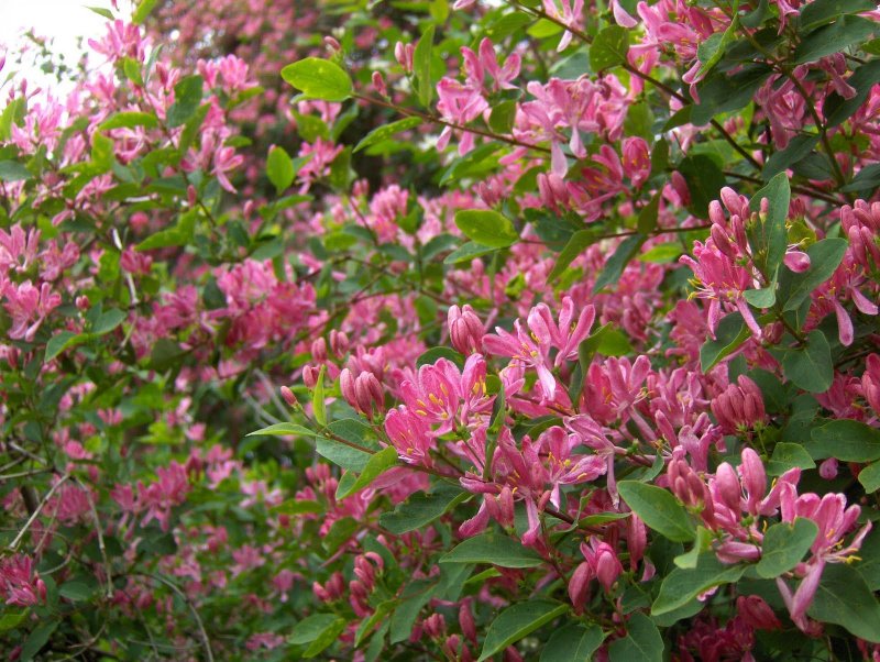 Lonicera tatarica жимолость Татарская