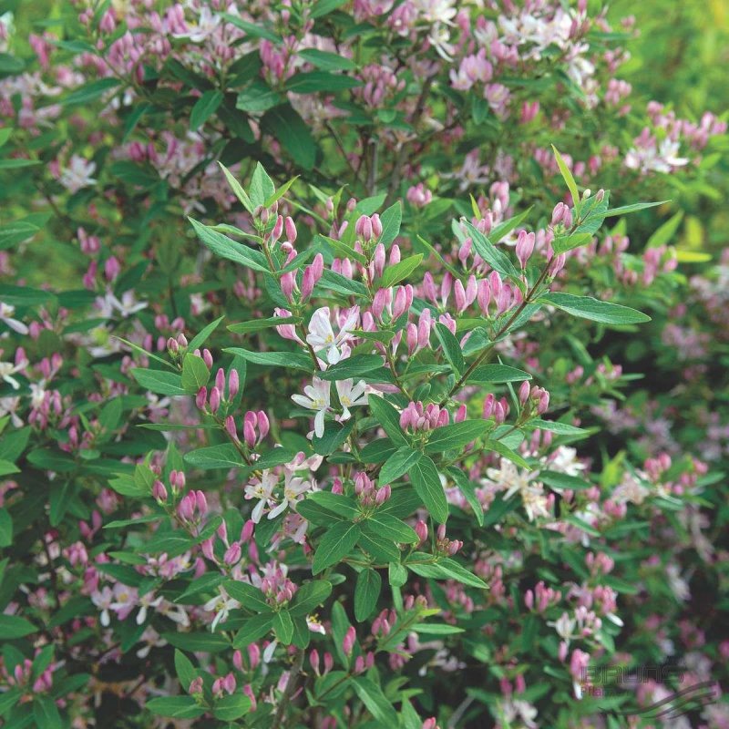 Lonicera tatarica жимолость Татарская