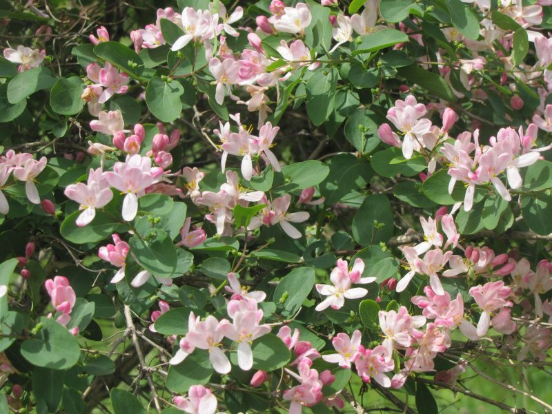 Lonicera tatarica жимолость Татарская