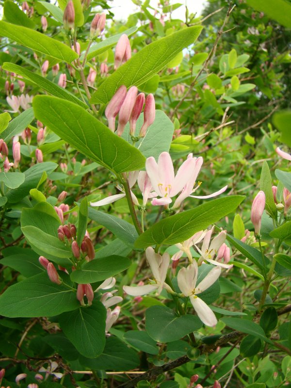 Lonicera tatarica жимолость Татарская