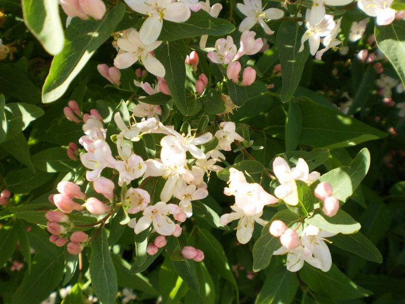 Жимолость Татарская grandiflora