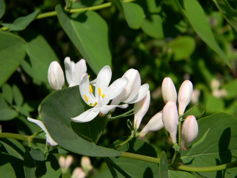 Жимолость Татарская ( Lonicera tataricum)