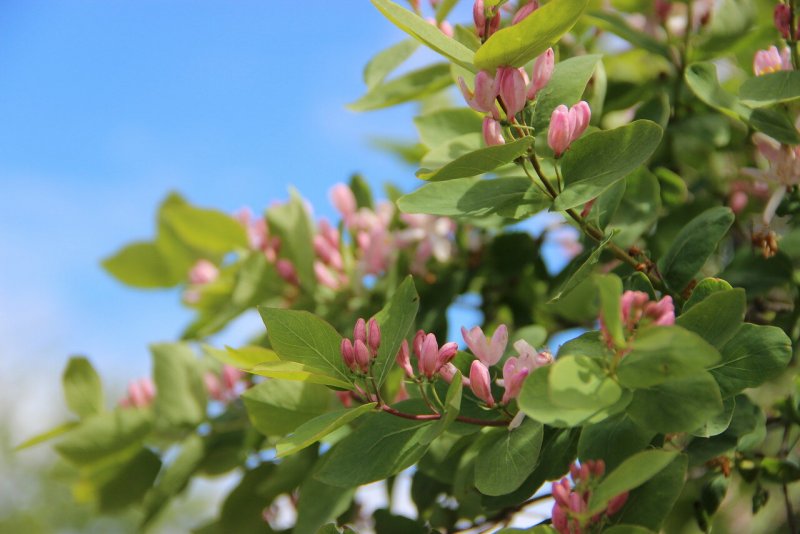 Жимолость Татарская rosea