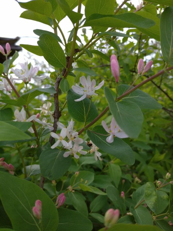 Жимолость Татарская ( Lonicera tataricum)
