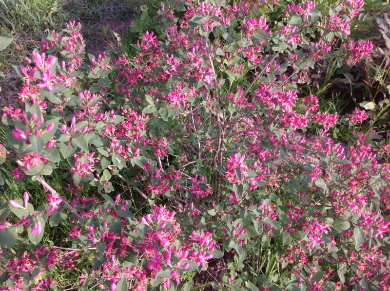 Honeysuckle Lonicera tatarica