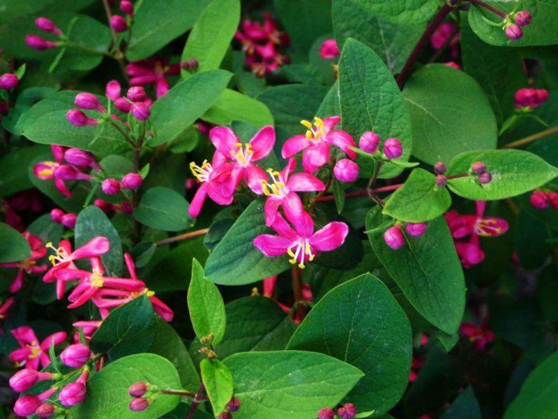 Lonicera tatarica жимолость Татарская