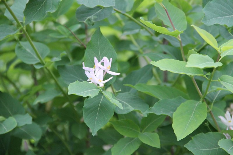 Lonicera tatarica жимолость Татарская