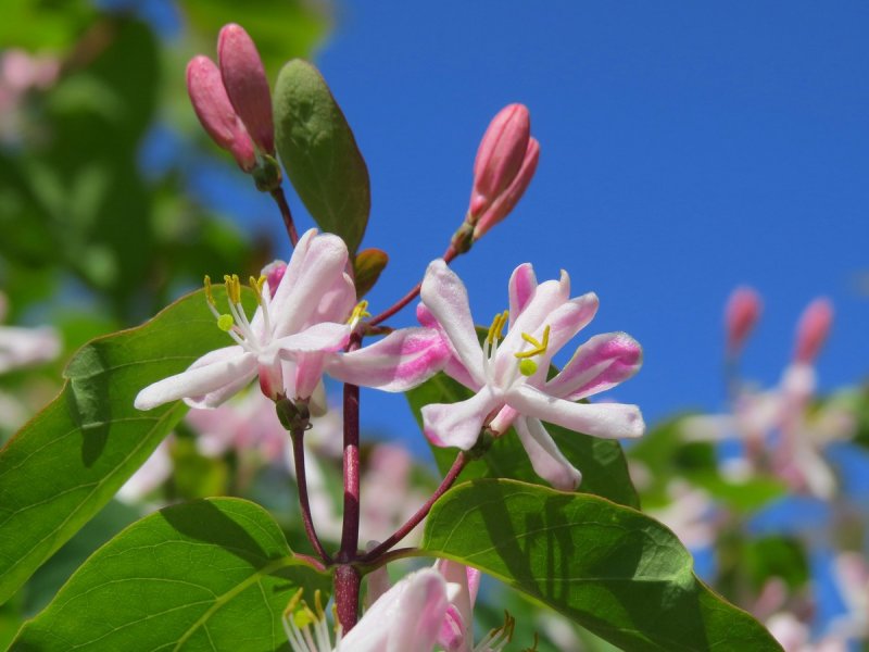 Lonicera tatarica жимолость Татарская