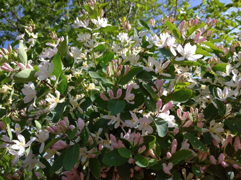 Жимолость Татарская rosea