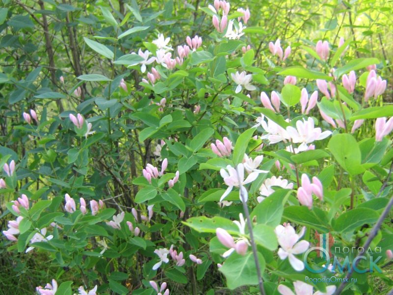 Lonicera tatarica 'rosea'