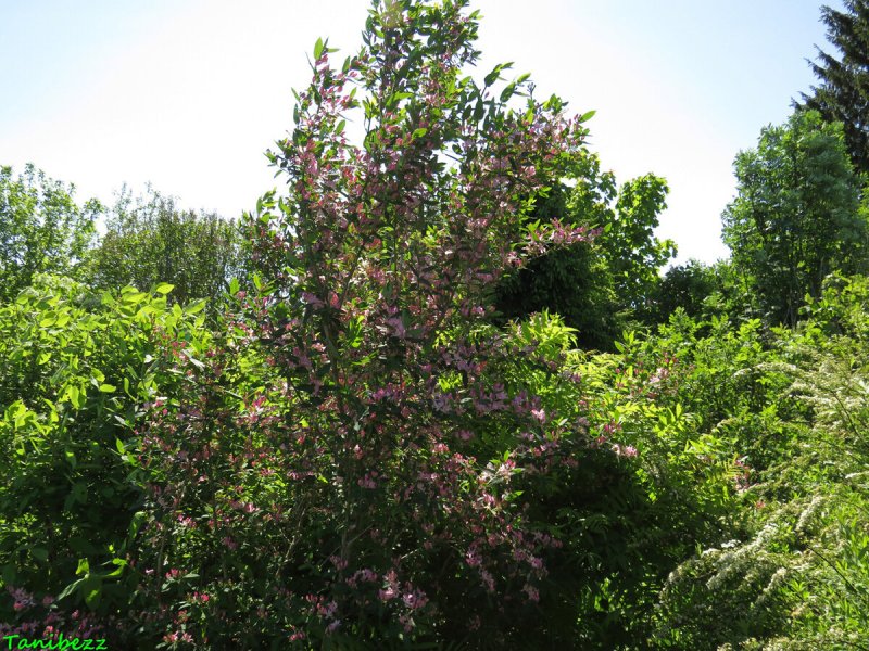 Жимолость Татарская 'Хакс ред' (Lonicera tatarica 'Hack's Red')