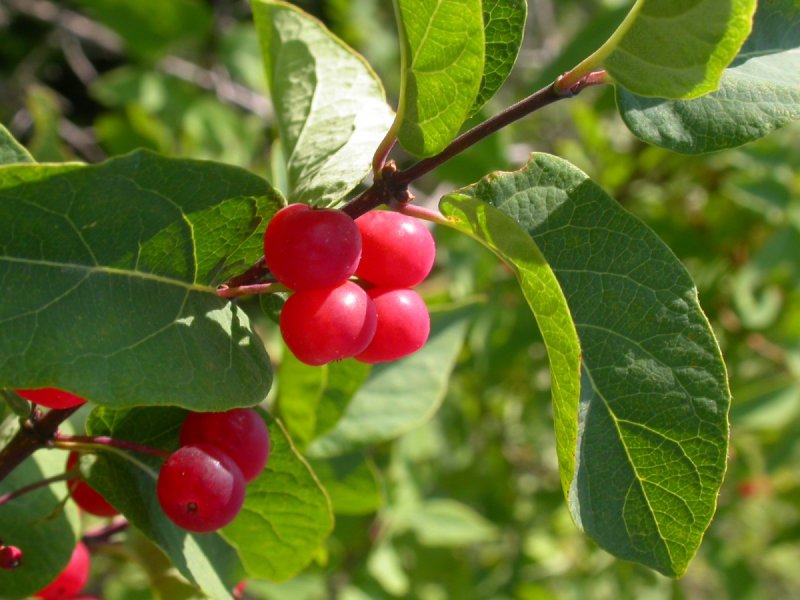 Lonicera tatarica жимолость Татарская