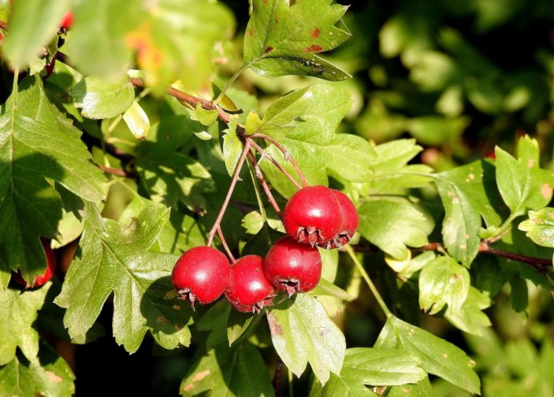 Crataegus laevigata