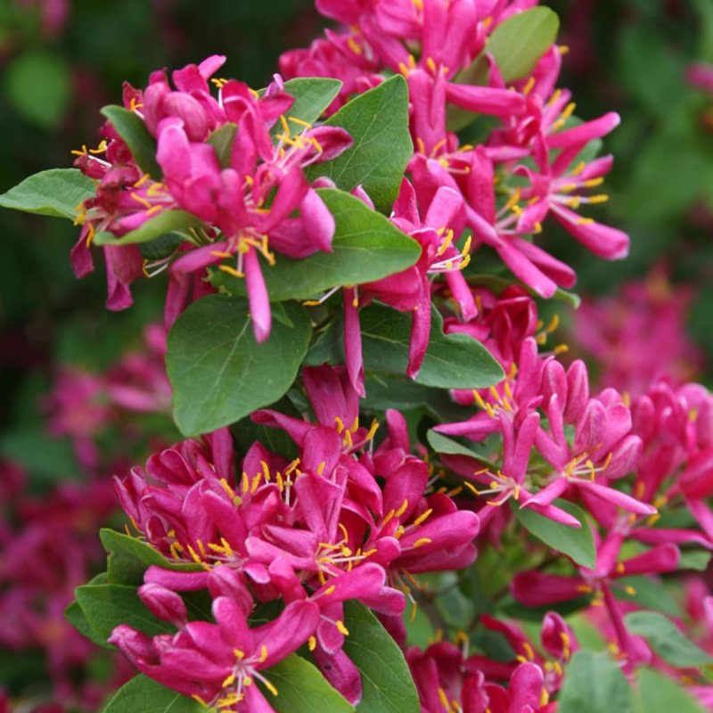 Lonicera tatarica жимолость Татарская