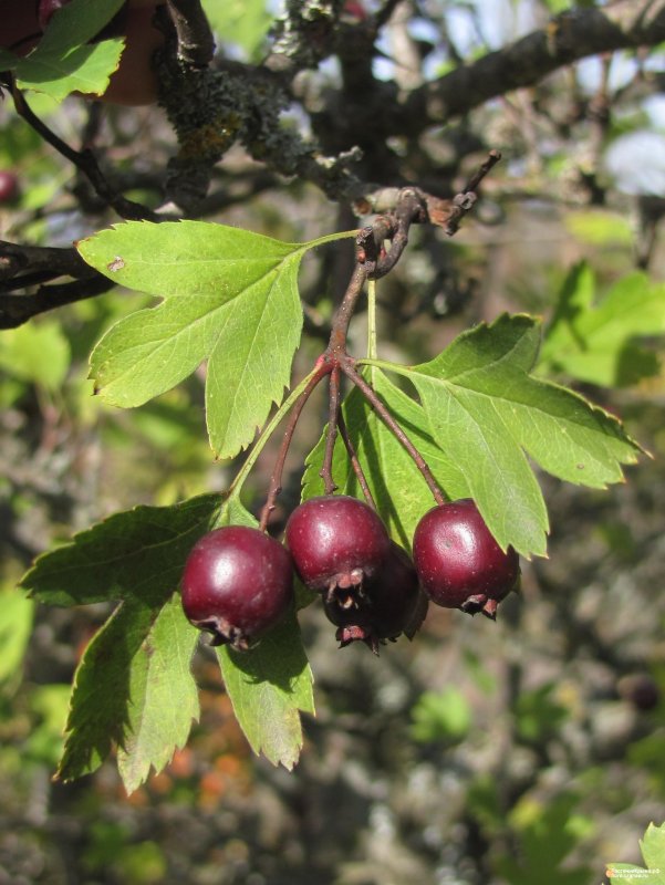 Боярышник однопестичный (Crataegus monogyna)