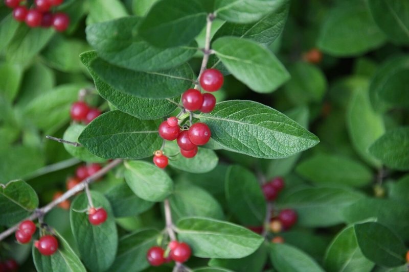 Lonicera korolkowii
