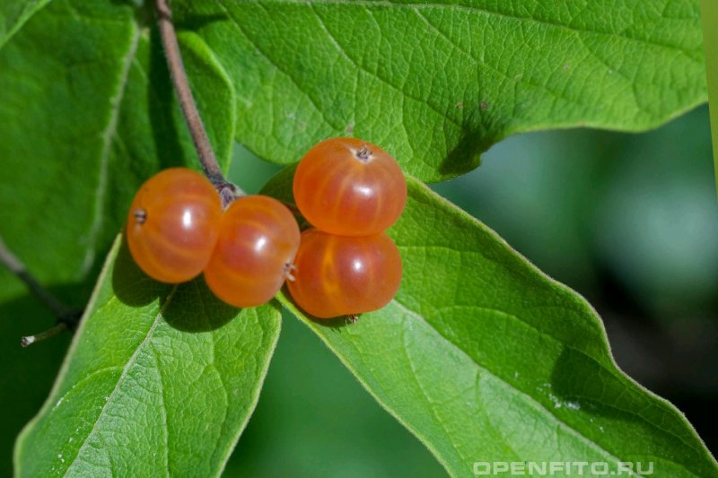 Lonicera tatarica жимолость Татарская