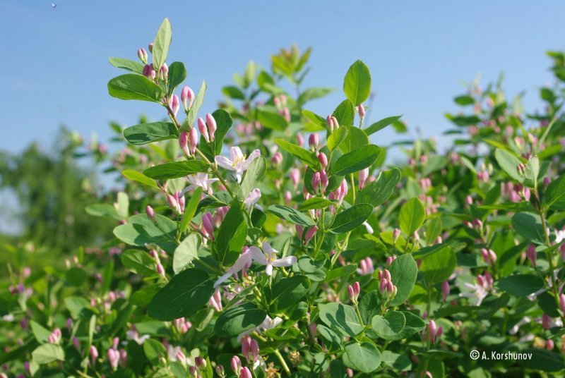 Жимолость Татарская ( Lonicera tataricum)